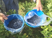 Blueberry Picking in Lorain County